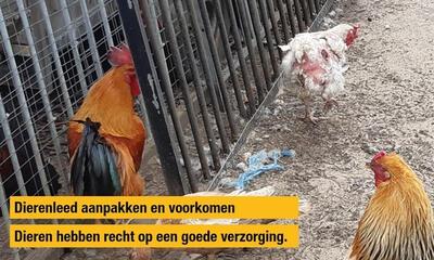 dierenleed
